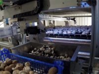 Как Канадские роботы собирают грибы. Agro Tech сектор на подьеме.