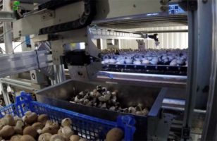 Как Канадские роботы собирают грибы. Agro Tech сектор на подьеме.