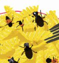 Удивительно большие суммы были потрачены на стартапы по выращиванию насекомых. Китайцы были правы. Insect cultivation. FoodTech.
