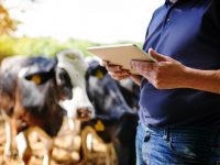 Как AI используется в повышении эффективности молочных ферм в США? Ai. Farm. Milk.